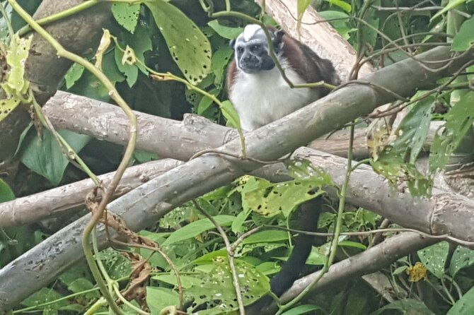monkey-and-sloth-jungle-habitat-panama-tour