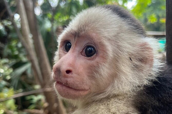 monkey-crocodile-sloths-beach-experience