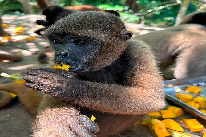 monkey-island-amazon-river-amazonian-sunset
