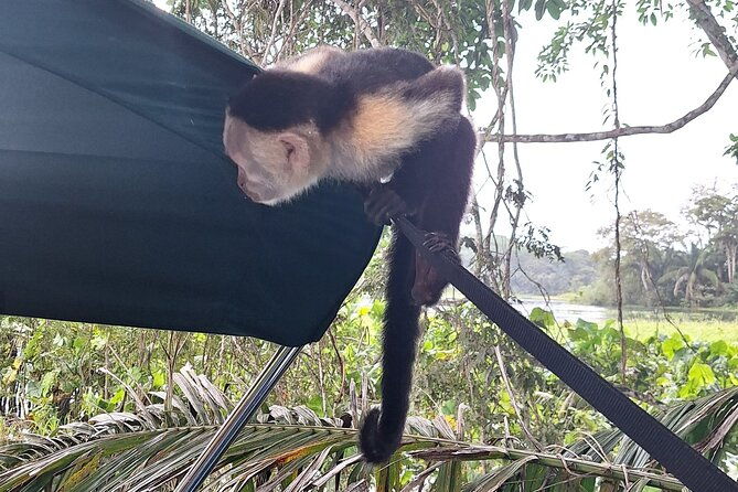 monkey-island-eco-wild-life-adventure-on-lake-gatun