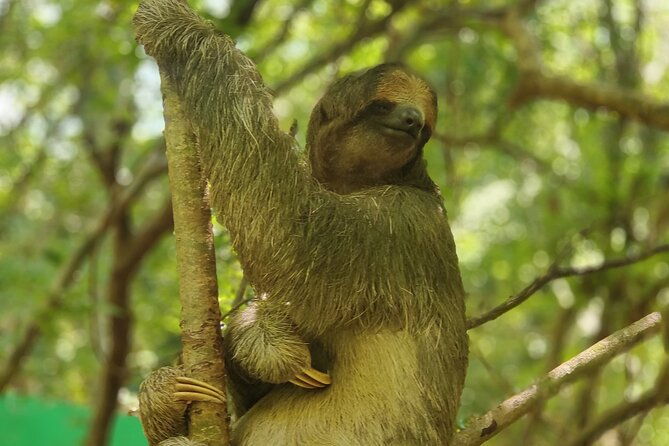 monkeys-and-sloths-in-their-natural-habitat-roatan-eco-tour