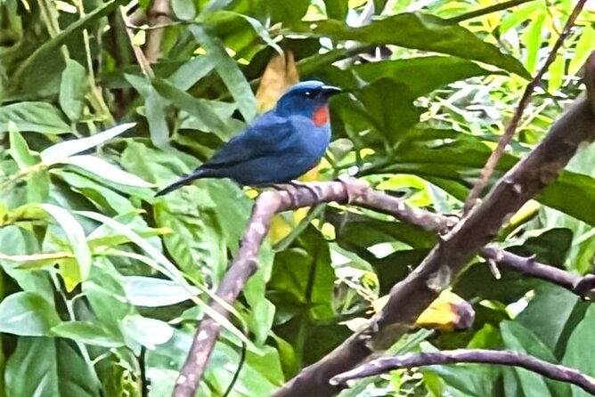 montego-bay-bird-sancturary-with-stunning-ocean-views