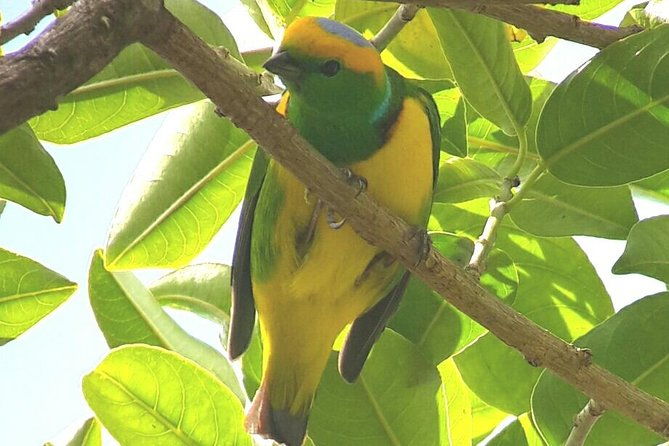 monteverde-birdwatching-experience