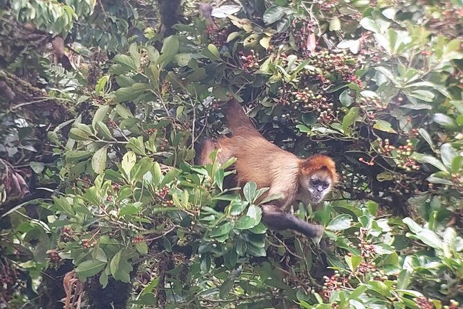 monteverde-cloud-forest-nature-tour