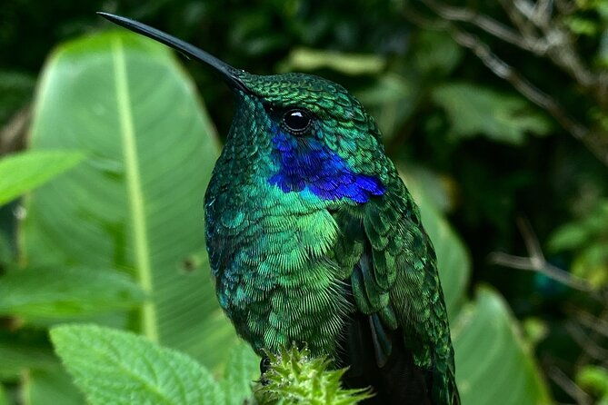 monteverde-cloud-forest-semi-private-tour