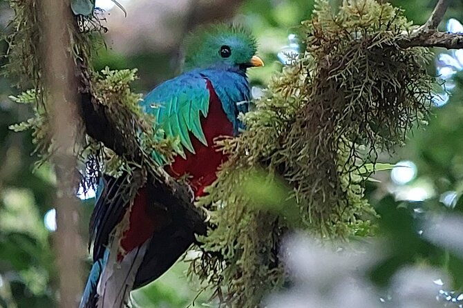 monteverde-cloud-forest-tour