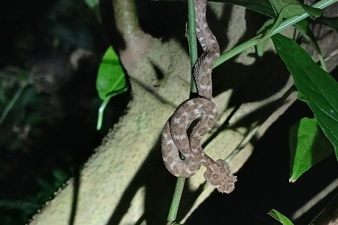 monteverde-night-tour-in-the-forests