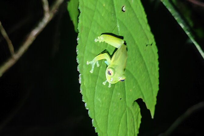 monteverde-night-tour-unique-experience