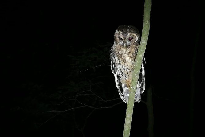 monteverde-private-night-tour
