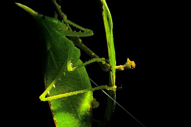 monteverde-tropical-forest-night-tour