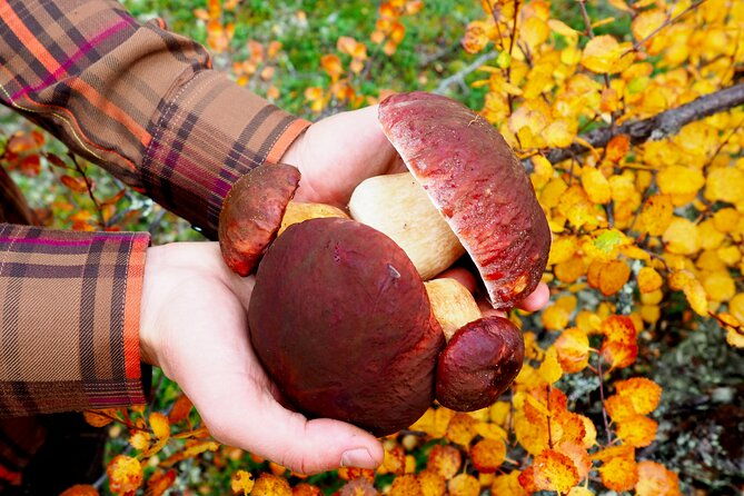 mushroom-hunting-in-a-national-park
