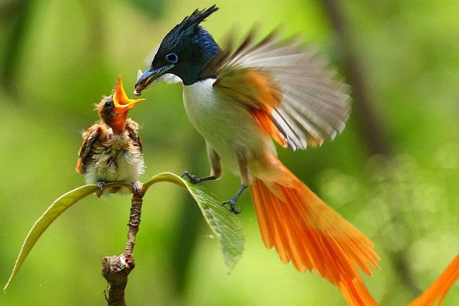 muthurajawela-bird-watching-tour-from-colombo-negombo-2