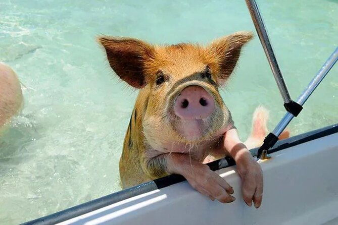 nasprivate-beach-club-snorkel-pigs-turtles-bahamama-bbq