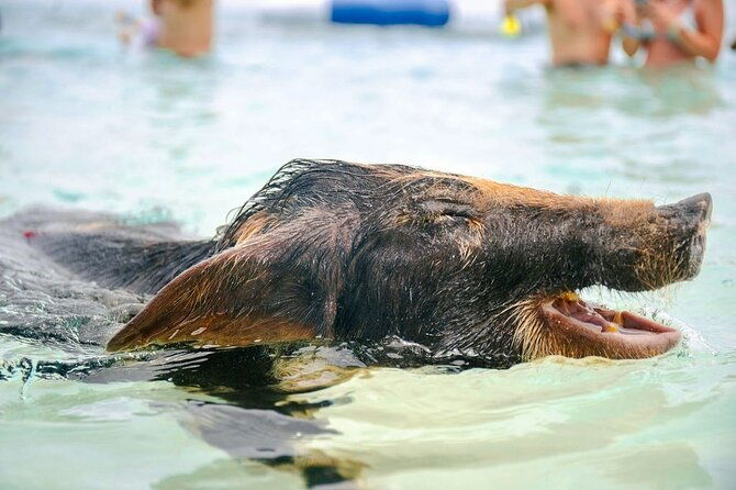 nassau-swimming-pigs-of-rose-island-express-water-taxi