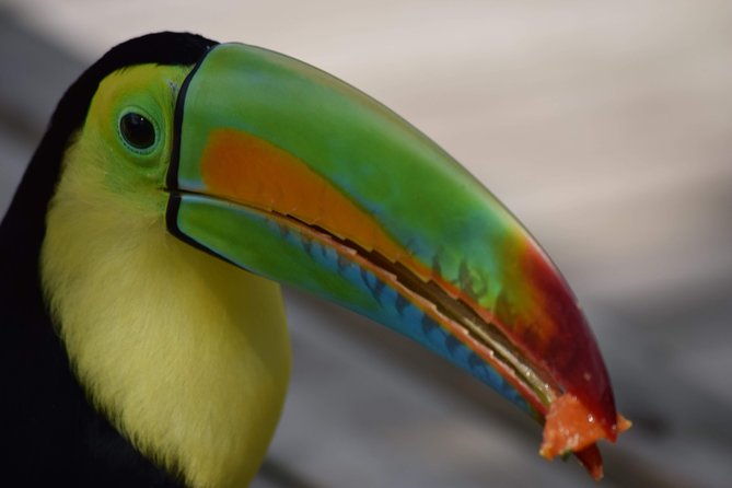 national-aviary