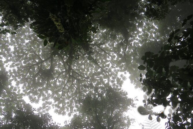 natural-history-walking-tour-in-monteverde-cloud-forest-reserve