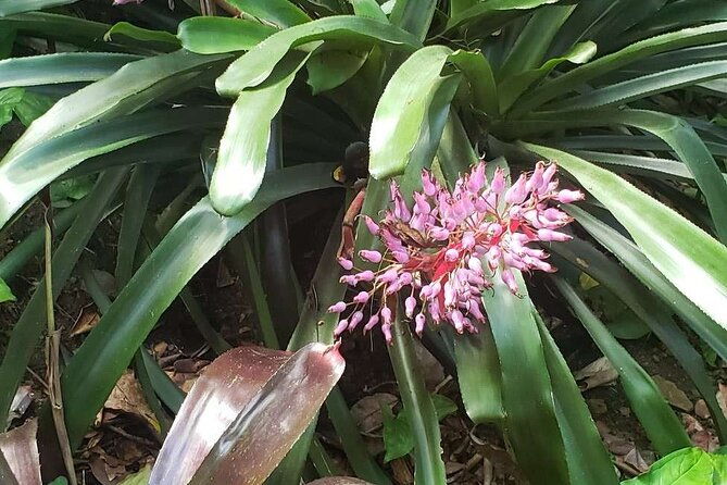 nature-and-sightseeing-tour-at-phantasea-tropical-botanical-garden