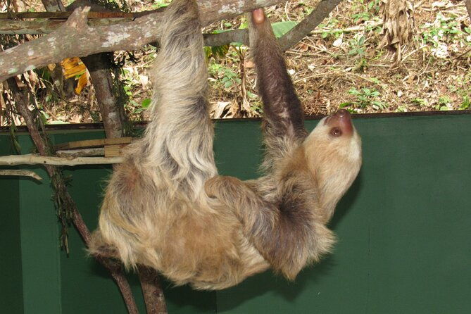 navigation-in-the-panama-canal-gatun-lake-and-sloth-sanctuary