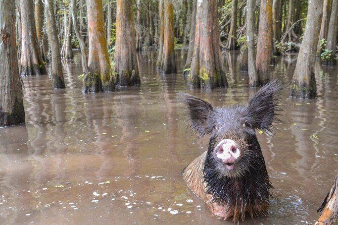 nawlins-luxury-airboat-swamp-tour-with-transportation