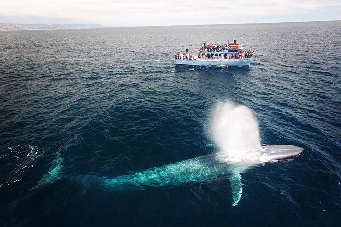 newport-beach-whale-and-dolphin-watching-cruise