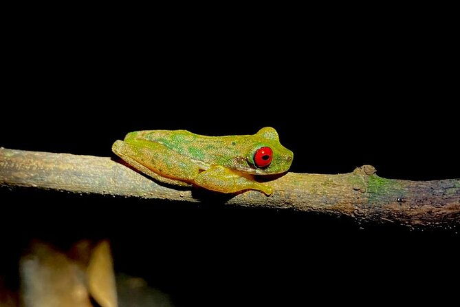 night-adventures-in-monteverde
