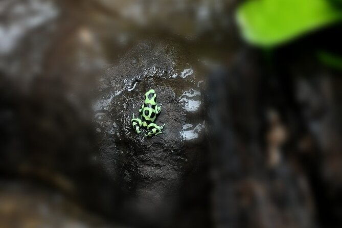 night-hike-wildlife-observation-in-santa-elena-monteverde