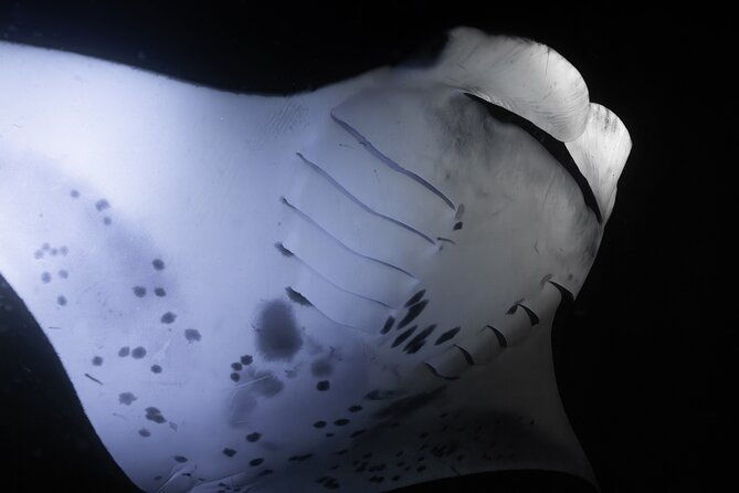 night-manta-ray-snorkel-with-videos