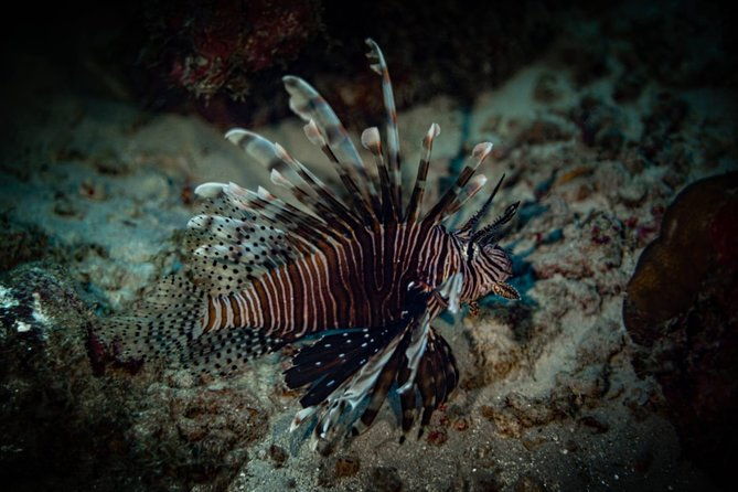 night-shore-diving-mangel-halto-aruba-for-certified-divers