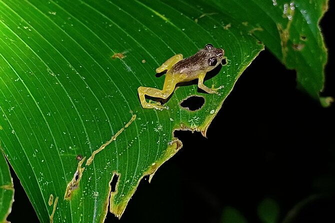 night-tour-tukas-night-walks-monteverde