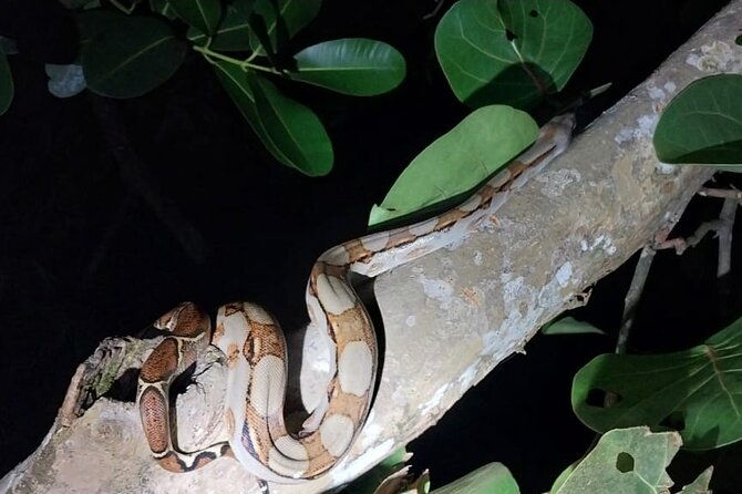 night-walk-inside-the-trails-in-tortuguero
