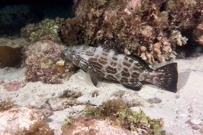 no-experience-required-to-discover-scuba-in-florida