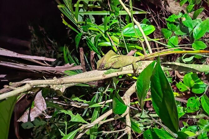 nocturnal-tour-in-manzanillo-refuge
