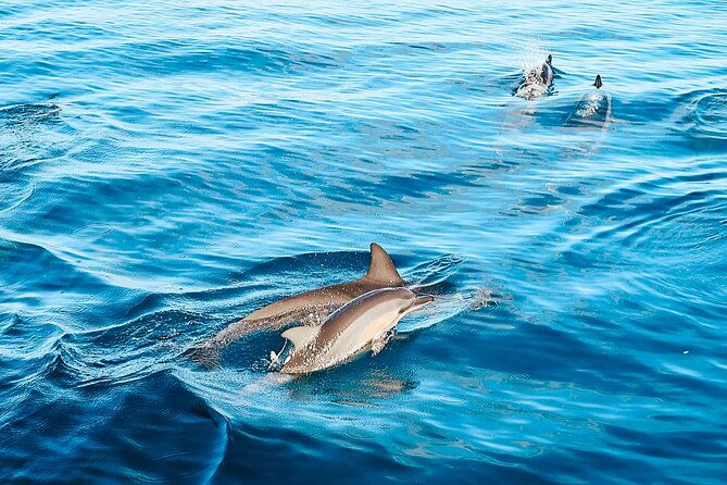 oahu-swimming-with-dolphins-speedboat-adventure