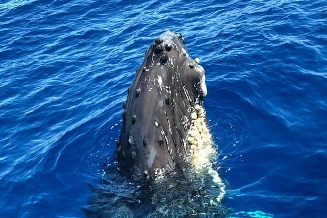 oahu-whale-watching-excursion