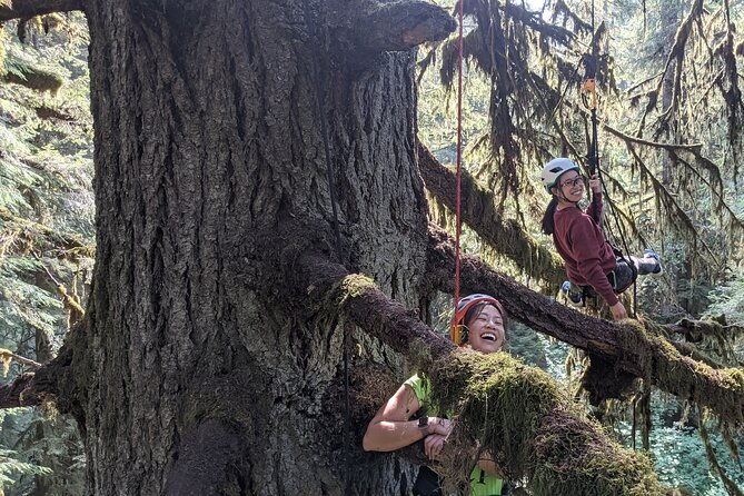old-growth-tree-climbing-at-silver-falls-state-park