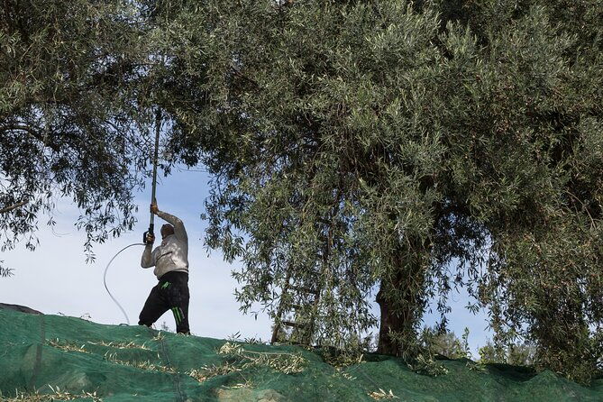 olive-harvest-visit-to-the-oil-mill-and-typical-lunch
