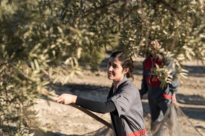 olive-oil-private-tour-in-portugal
