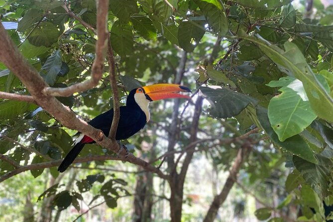one-day-tour-brazilian-falls-macuco-safari-and-bird-park