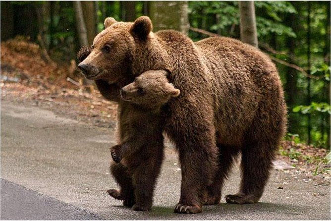 one-day-trip-bear-sanctuary-dracula-castel-and-rasnov-fortress-from-brasov