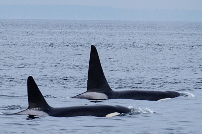 orca-whale-tour-near-seattle