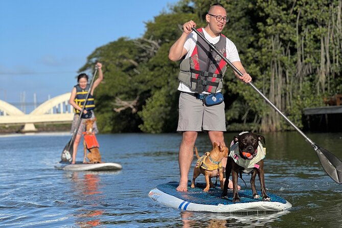 paddle-board-haleiwa-with-rescue-dogs