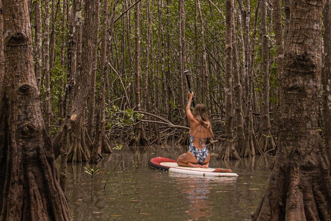 paddle-board-mangrove-tour