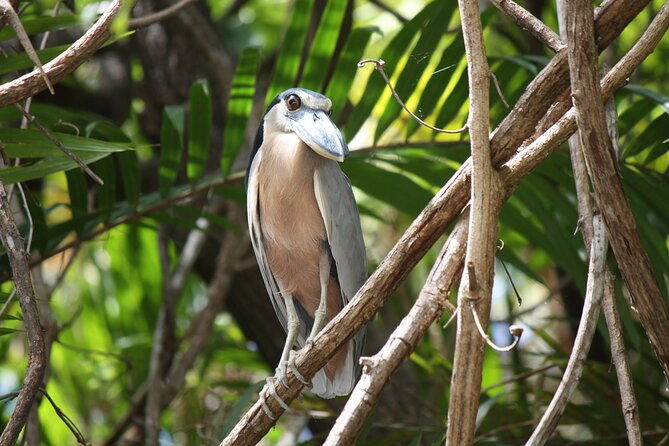 palo-verde-boat-tours-ortega