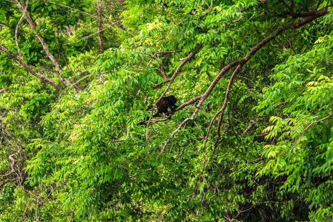 panama-eco-adventure-gatun-lake-aerial-tram-sloth-sanctuary