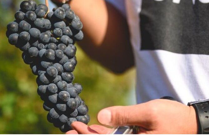 parma-hills-and-wine-tasting-with-food-platter