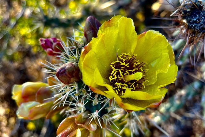 peaceful-morning-walk-guided-journey-through-the-sonoran-desert
