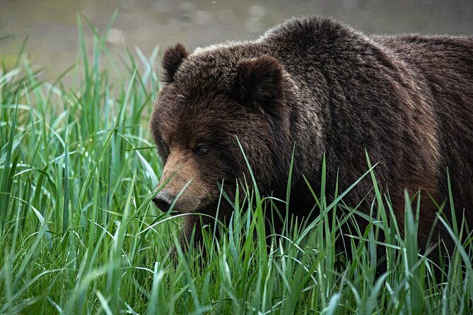 peak-season-bear-viewing-by-seaplane