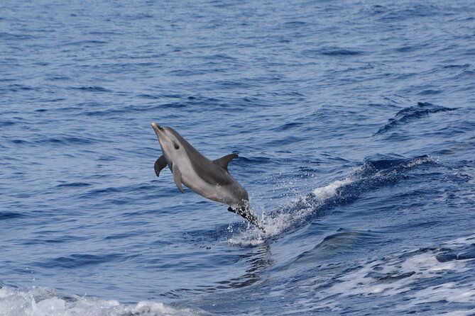 pelagic-wildlife-excursion
