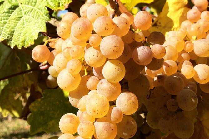 pinot-noir-pinot-wine-tour-to-baden-wurttemberg