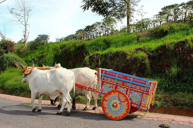poas-volcano-coffee-plantations-la-paz-waterfall-gardens-trip-from-san-jose